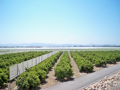 cortavientos  rufepa citricos 2