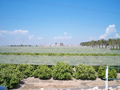 rufepa cortavientos citricos 3