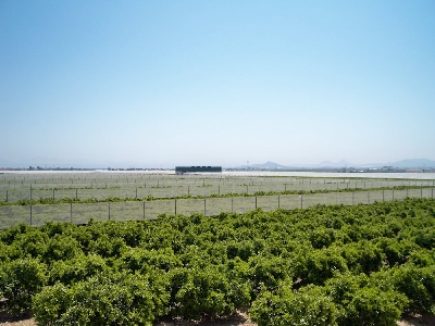 rufepa espaldera citricos