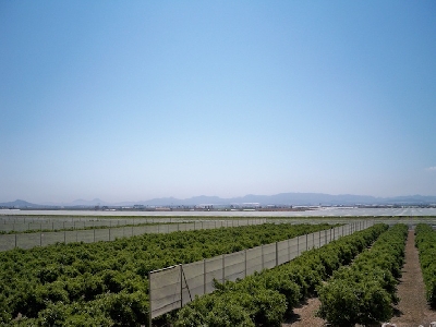 rufepa vallado citricos