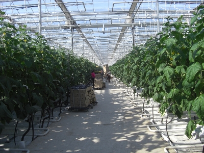 Invernaderos de Cristal